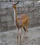 Gazelle swollow's a big load