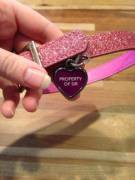 I've been a good pet, so Master bought me a nice new tag