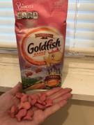PINK PRINCESS GOLDFISH!!!!!
