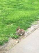 Daddy visited tonight and we saw bunbuns!!