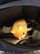 Sometimes if I have an important test at college I'll bring my smallest stuffie along. His name is Squishcat. 