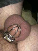 This cage is just so comfortable!