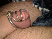 Mistress things my cage is too small, I think it's just right!