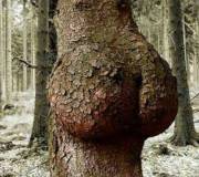 Found my family tree