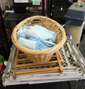 Weirdest thrift store ever. This was right by the door.