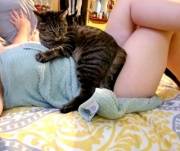 If ever I feel like changing from mild the cats remind me of their opinion