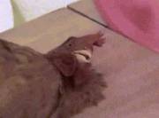 dude goes down on a chicken