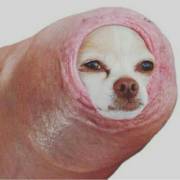 Snug as a pooch in a hooch