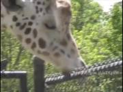 Giraffe sucking a pole