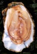 Come on it's just an oyster