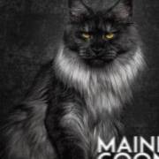 My Camming Cuckoldress Wife... Me happily obligated to watch last week! anybody else get to watch?