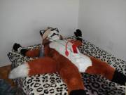 A fox ready and bound!