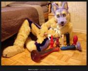 A collection of cocks [m]