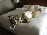 Lioness in panties