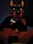 A dober[m]an out of the shower