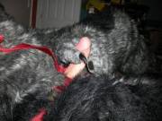 Wolfy in a harness [m]