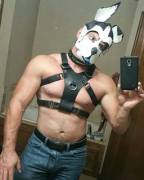 Early Christmas present, couldn't WAIT to harness up! *wags*