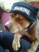 They call him the "pit"-bull