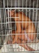 Well behaved Pets Are Sometimes Allowed to Sleep in Bed. This Is a Special Treat for Snuggle Bugs Who Don't Whine When Put In The Cage.