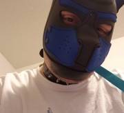 Leashed and collared