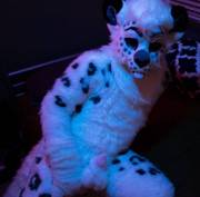 Fursuit Sex