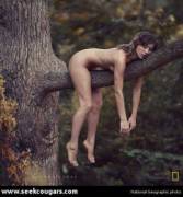 National Geographic Cougar