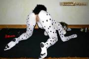 Dalmation