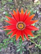 RedHead - Open exquisite colouring!