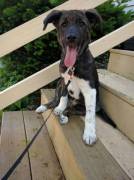 Daddy and I adopted a puppy!!