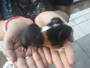 Daddy bought me a peeg! :D