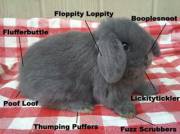 The anatomy of a bun