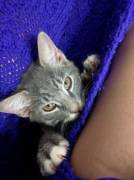 Daddy got me a wittle keekee!