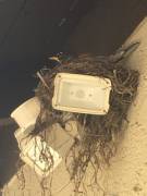 I found a mommy bird!