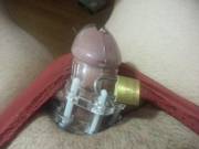 wife is out with her bull for the night