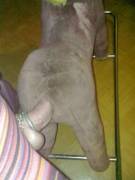 A stuffed horse? Why not.