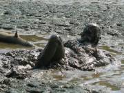 Great looking mudman