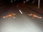 Get Outta The Street!