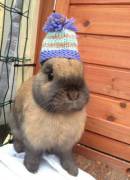 Bunny in a hat. or a booty that's fat?