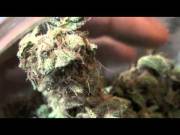 Superman OG Kush Review [unintentional][male][accent][dank]