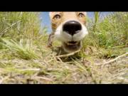 Fox steals GoPro & proceeds to chew upon it